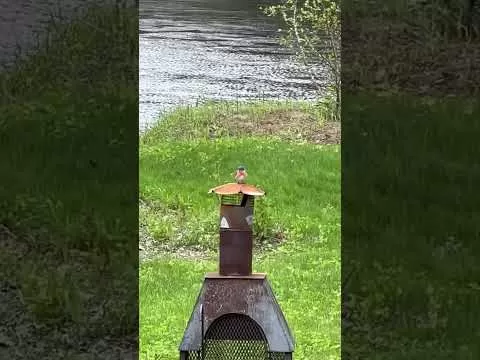 What kind of bird is this?