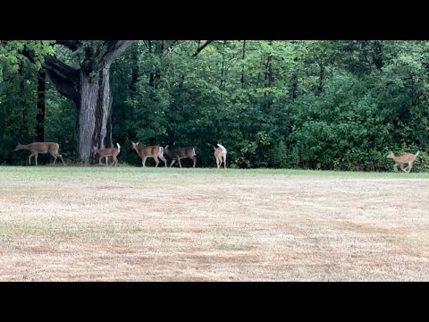 Why is there a herd of deer at almost every Catholic retreat centre? 🦌- Fr. Mark Goring,CC