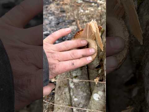 …but will it cook the chicken?🍗 🔥