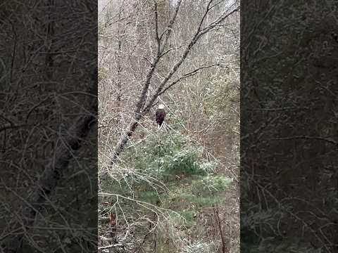 How’s the fishing? 🦅