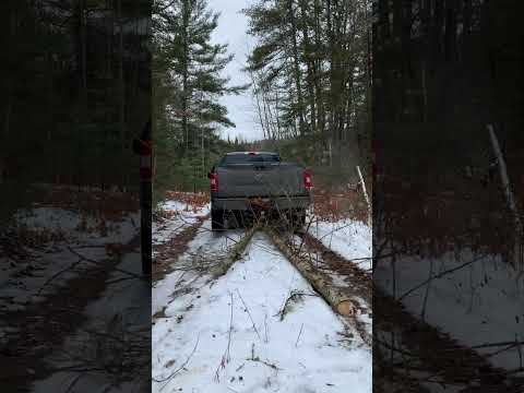 Look at what the cat dragged in…