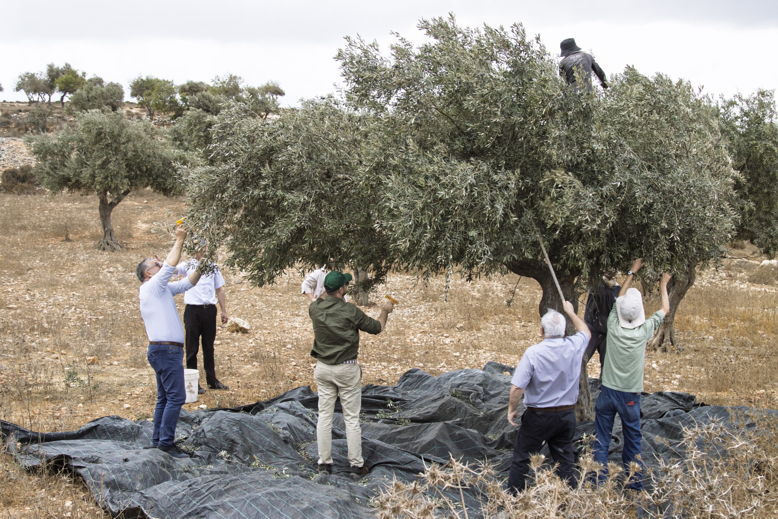 Jerusalem patriarchs and church leaders condemn settler attacks in Taybeh, call for accountability